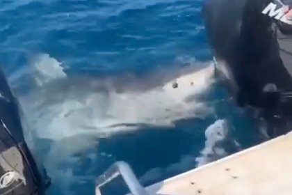 Огромная акула-людоед попыталась отобрать улов у рыбаков и попала на видео