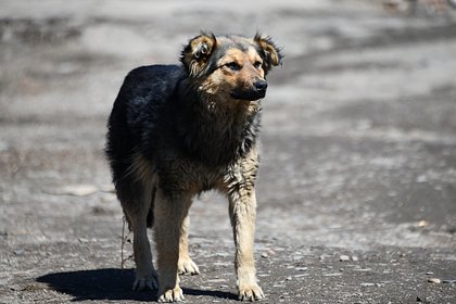 В российском регионе собака напала на ребенка