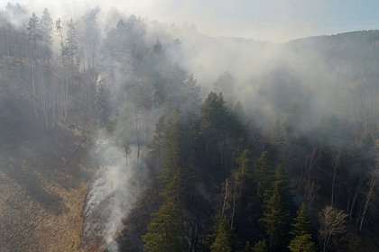 В граничащем с Украиной регионе начался лесной пожар после обстрела ВСУ