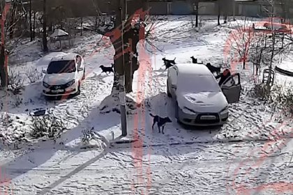 Россиянка отбилась от своры бродячих псов и попала на видео