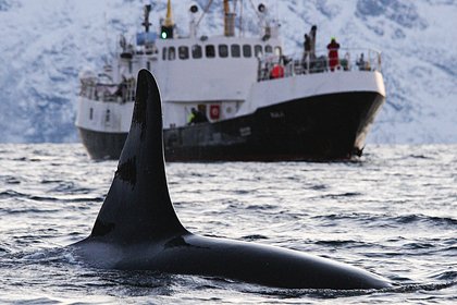 Морякам впервые пришлось отстреливаться от косаток. Почему киты-убийцы ополчились на людей и стали топить корабли?