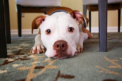 Ветеринар назвала вредные для собак лакомства со стола