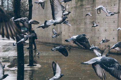Сообщения о массовой гибели голубей в Ижевске опровергли