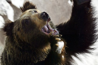 Жителей Японии предупредили о нападениях бессонных медведей