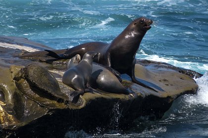 Морские львы под действием токсичных водорослей покусали отдыхающих на пляже