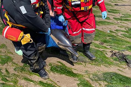 Волонтеры спасли застрявших на мелководье дельфинов