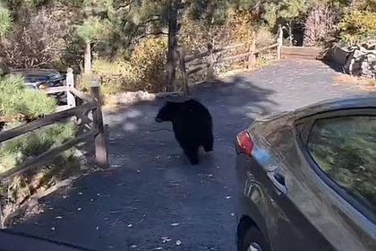 Медведь разгромил машину из-за упаковки конфет и попал на видео