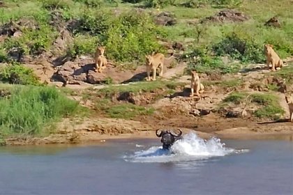 Пожилой буйвол перехитрил львов и спасся от нападения