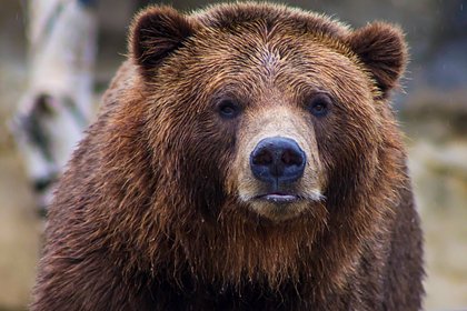 На границе с Россией финский пограничник встретил медведя и притворился мертвым