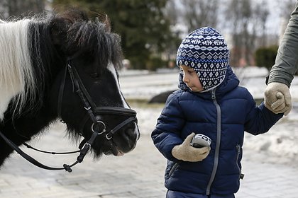 В российском городе пони напал на семилетнего мальчика