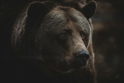 Дикий медведь напал на польского активиста возле собственной берлоги