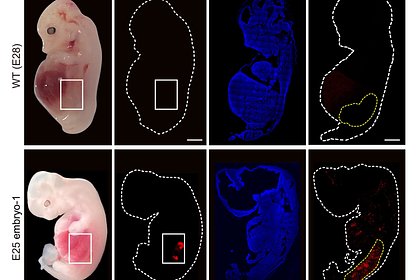 Созданы химерные эмбрионы свиньи и человека