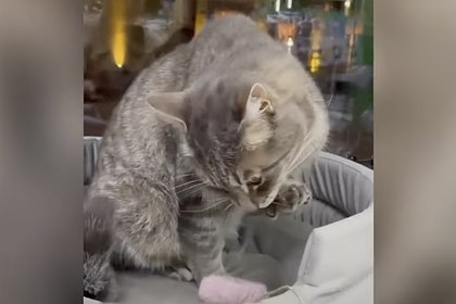 Стала известна судьба уволенного из магазина из-за доноса кота Сергея