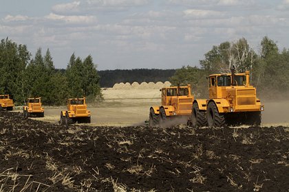 В России внедрят мискантус в сельское хозяйство