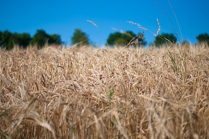 Раскрыты подробности о продлении зерновой сделки