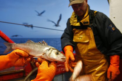 Способного кусать людей окуня обнаружили в Балтийском море