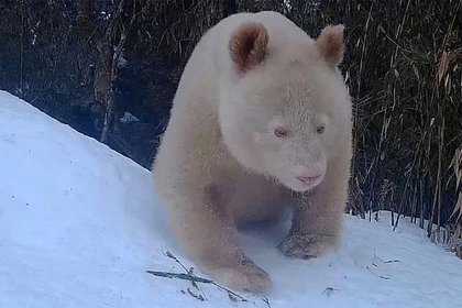 Единственная в мире панда-альбинос пообщалась с черно-белыми сородичами