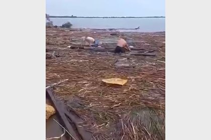 Пес спасся после разрушения Каховской ГЭС и проплыл 140 километров на доске
