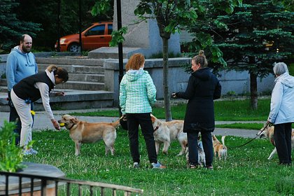 Кабмин не поддержал законопроект о штрафах за выгул опасных собак без намордника