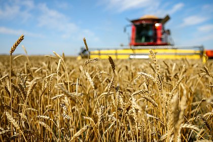 Россия теряет покупателей своего зерна. Экспорт пшеницы резко сокращается