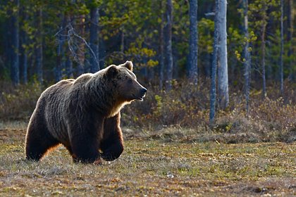 В России медведь напал на двух рабочих