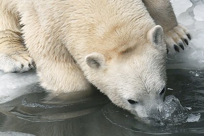 В российском зоопарке из-за инсульта утонула белая медведица