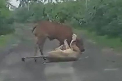 Фермер спас корову от напавшей на нее львицы и попал на видео