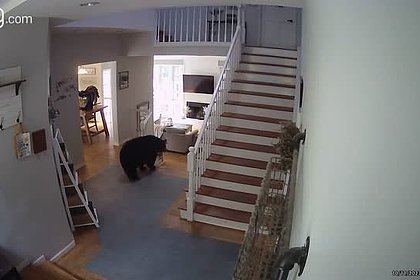 Крупный наглый медведь украл курицу из дома женщины и попал на видео